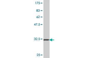 Western Blot detection against Immunogen (32. (eIF4EBP2 antibody  (AA 61-120))
