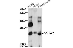 Western blot analysis of extracts of various cell lines, using GOLGA7 antibody (ABIN6291695) at 1:1000 dilution.