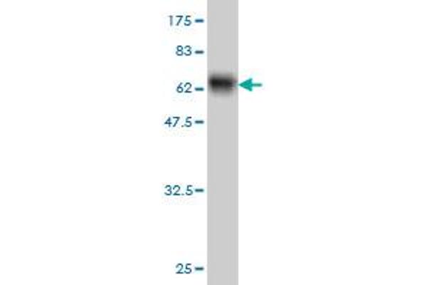 SGCB antibody  (AA 1-318)