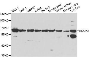 Western blot analysis of extracts of various cell lines, using ENOX2 antibody. (ENOX2 antibody)