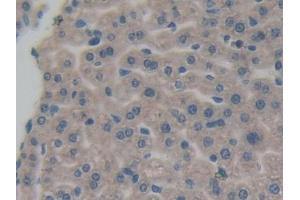 Detection of AIMP1 in Mouse Liver Tissue using Polyclonal Antibody to Aminoacyl tRNA Synthetase Complex Interacting Multifunctional Protein 1 (AIMP1) (AIMP1 antibody  (AA 2-310))