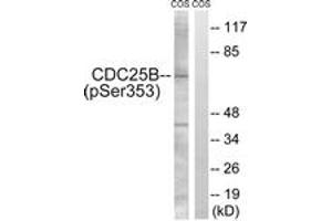 Western Blotting (WB) image for anti-Cell Division Cycle 25 Homolog B (S. Pombe) (CDC25B) (AA 319-368), (pSer353) antibody (ABIN1531551)