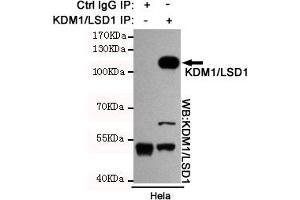 Immunoprecipitation analysis of Hela cell lysates using KDM1/LSD1 mouse mAb. (LSD1 antibody)