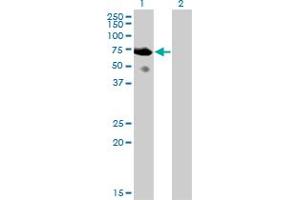 Western Blot analysis of SH2D3A expression in transfected 293T cell line by SH2D3A monoclonal antibody (M04), clone 3B11.