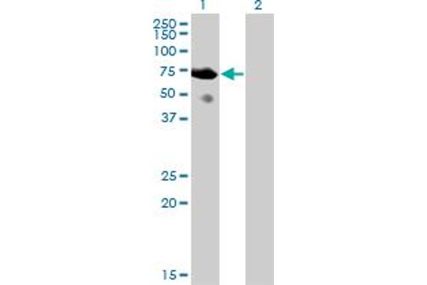 SH2D3A antibody  (AA 460-575)