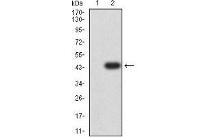 Western blot analysis using BAG1 mAb against HEK293 (1) and BAG1 (AA: 219-346)-hIgGFc transfected HEK293 (2) cell lysate. (BAG1 antibody  (AA 219-346))