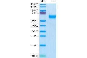 Mouse IL-1R3 on Tris-Bis PAGE under reduced condition. (IL1RAP Protein (AA 21-367) (His tag))