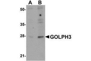 Western blot analysis of GOLPH3 in rat lung tissue lysate with AP30372PU-N GOLPH3 antibody at (A) 0. (GOLPH3 antibody  (N-Term))