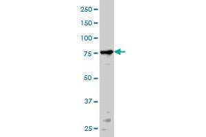 PRKCA monoclonal antibody (M01A), clone 2F11 Western Blot analysis of PRKCA expression in HeLa . (PKC alpha antibody  (AA 563-672))