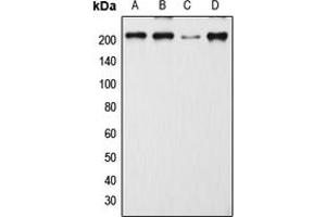 Western blot analysis of CD205 expression in MCF7 (A), SP2/0 (B), H9C2 (C), mouse lymph node (D) whole cell lysates.