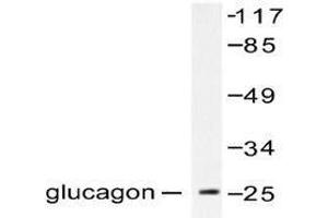 Image no. 1 for anti-Glucagon (GCG) antibody (ABIN265435) (Glucagon antibody)