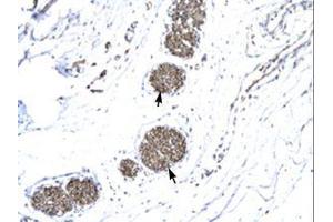 Image no. 1 for anti-Matrix Metallopeptidase 19 (MMP19) (AA 56-105) antibody (ABIN6735807) (MMP19 antibody  (AA 56-105))