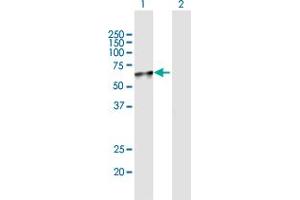 Western Blot analysis of NADK expression in transfected 293T cell line by NADK MaxPab polyclonal antibody. (NADK antibody  (AA 1-446))