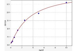 PPOX ELISA Kit