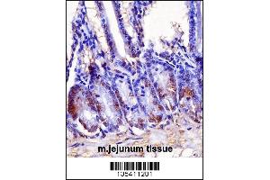 Mouse Hoxb7 Antibody immunohistochemistry analysis in formalin fixed and paraffin embedded mouse jejunum tissue followed by peroxidase conjugation of the secondary antibody and DAB staining. (HOXB7 antibody  (AA 94-122))