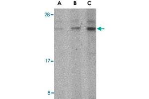 Western blot analysis of BANF1 in mouse kidney tissue lysate with BANF1 polyclonal antibody  at (A) 0.