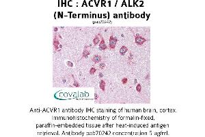 Image no. 2 for anti-Activin Receptor Type I (ACRV1) (N-Term) antibody (ABIN1731497) (ACVR1 antibody  (N-Term))