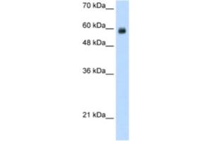 Western Blotting (WB) image for anti-REST Corepressor 1 (RCOR1) antibody (ABIN2461865) (CoREST antibody)