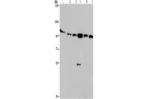 Western Blotting (WB) image for anti-Protein Kinase D3 (PRKD3) antibody (ABIN2432017) (PRKD3 antibody)
