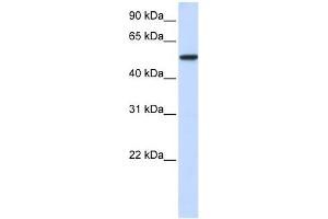 Karyopherin Alpha 3 antibody used at 1 ug/ml to detect target protein. (KPNA3 antibody)