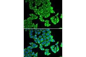 Immunofluorescence (IF) image for anti-Nucleolar Protein 3 (Apoptosis Repressor with CARD Domain) (NOL3) antibody (ABIN1980335) (NOL3 antibody)