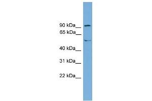 WB Suggested Anti-TEC Antibody Titration:  0. (NR4A3 antibody  (Middle Region))