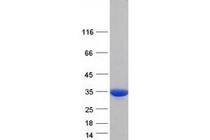 Validation with Western Blot (14-3-3 zeta Protein (YWHAZ) (Transcript Variant 6) (Myc-DYKDDDDK Tag))