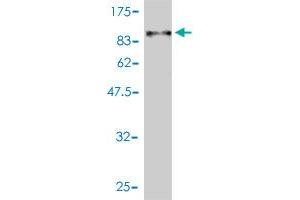 Western Blot detection against Immunogen (90. (Albumin antibody  (AA 19-609))