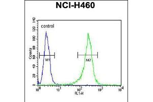 Flow cytometric analysis of NCI-H460 cells (right histogram) compared to a negative control cell (left histogram). (GNS antibody  (AA 283-313))