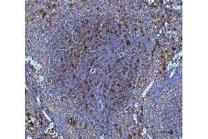 IHC analysis of Dkk1 using anti-Dkk1 antibody (ABIN7602383).