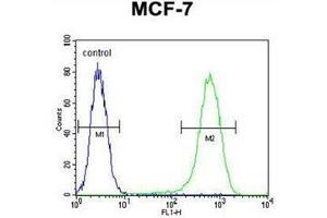 Flow cytometric analysis of MCF-7 cells using NUDT8 Antibody (N-term) Cat. (NUDT8 antibody  (N-Term))