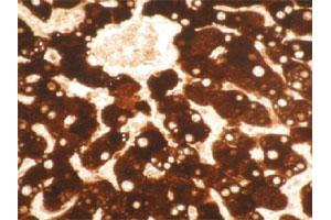 Immunohistochemical staining of formalin-fixed, paraffin-embedded normal human liver tissue section. (CYP1A2 antibody)