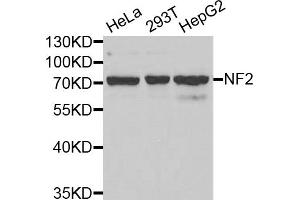 Western blot analysis of extracts of various cell lines, using NF2 antibody (ABIN5971315) at 1/1000 dilution. (Merlin antibody)