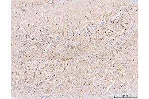 IHC analysis of Aquaporin 4/AQP4 using anti-Aquaporin 4/AQP4 antibody (ABIN7600876). (Aquaporin 4 antibody  (AA 247-323))