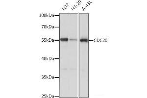 Western blot analysis of extracts of various cell lines using CDC20 Polyclonal Antibody at dilution of 1:1000.
