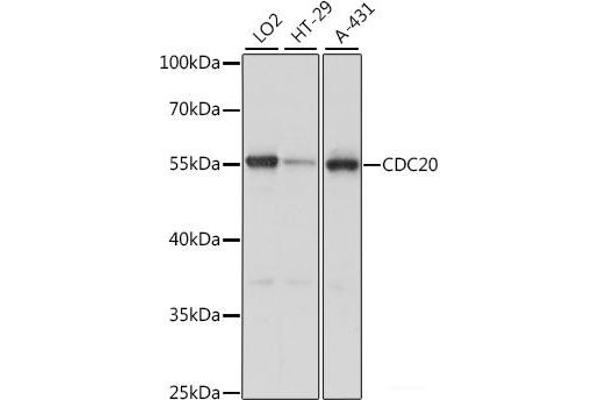 CDC20 antibody