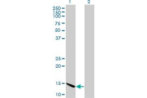 CHRAC1 antibody  (AA 1-96)