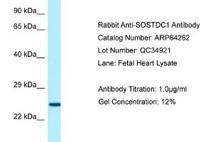Western Blotting (WB) image for anti-Sclerostin Domain Containing 1 (SOSTDC1) (C-Term) antibody (ABIN2789780) (SOSTDC1 antibody  (C-Term))