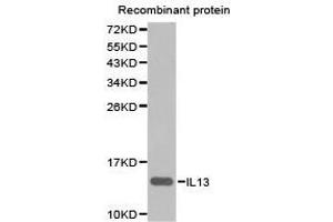 Western Blotting (WB) image for anti-Interleukin 13 (IL13) antibody (ABIN1873190)