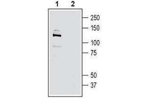 Western blot analysis of rat brain membranes: - 1. (Adhesion G-Protein Coupled Receptor G6 (ADGRG6) (AA 753-767), (Extracellular) antibody)
