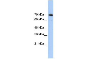 WB Suggested Anti-SREBF2 Antibody Titration:  0. (SREBF2 antibody  (Middle Region))