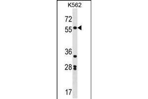 Western blot analysis in K562 cell line lysates (35ug/lane). (SOX11 antibody  (N-Term))