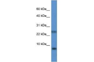Western Blot showing PRAC antibody used at a concentration of 1.