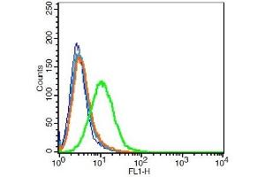 Rat H9C2 cells probed with Rabbit Anti-MOT8/SLC16A2 Polyclonal Antibody, Unconjugated  at 3ug for 30 minutes followed by incubation with a conjugated secondary -FITC)(green) for 30 minutes compared to control cells (blue), secondary only (light blue) and isotype control (orange). (SLC16A2/MCT8 antibody  (AA 101-200))