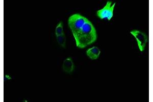 Immunofluorescence staining of MCF-7 cells with ABIN7166565 at 1:166, counter-stained with DAPI. (Protocadherin gamma Subfamily C, 3 (PCDHGC3) (AA 61-360) antibody)
