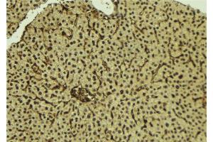 ABIN6277224 at 1/100 staining Mouse liver tissue by IHC-P. (Interleukin enhancer-binding factor 3 (ILF3) (Internal Region) antibody)