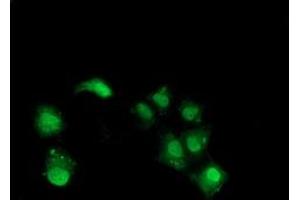 Anti-NHEJ1 mouse monoclonal antibody (ABIN2454029) immunofluorescent staining of COS7 cells transiently transfected by pCMV6-ENTRY NHEJ1 (RC203393). (NHEJ1 antibody)