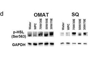 Western Blotting (WB) image for anti-Glyceraldehyde-3-Phosphate Dehydrogenase (GAPDH) antibody (ABIN2857072)