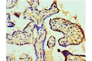 Immunohistochemistry of paraffin-embedded human placenta tissue using ABIN7148188 at dilution of 1:100