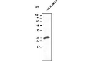 Western Blotting (WB) image for anti-mCerulean Fluorescent Protein antibody (ABIN7273086) (mCerulean Fluorescent Protein antibody)